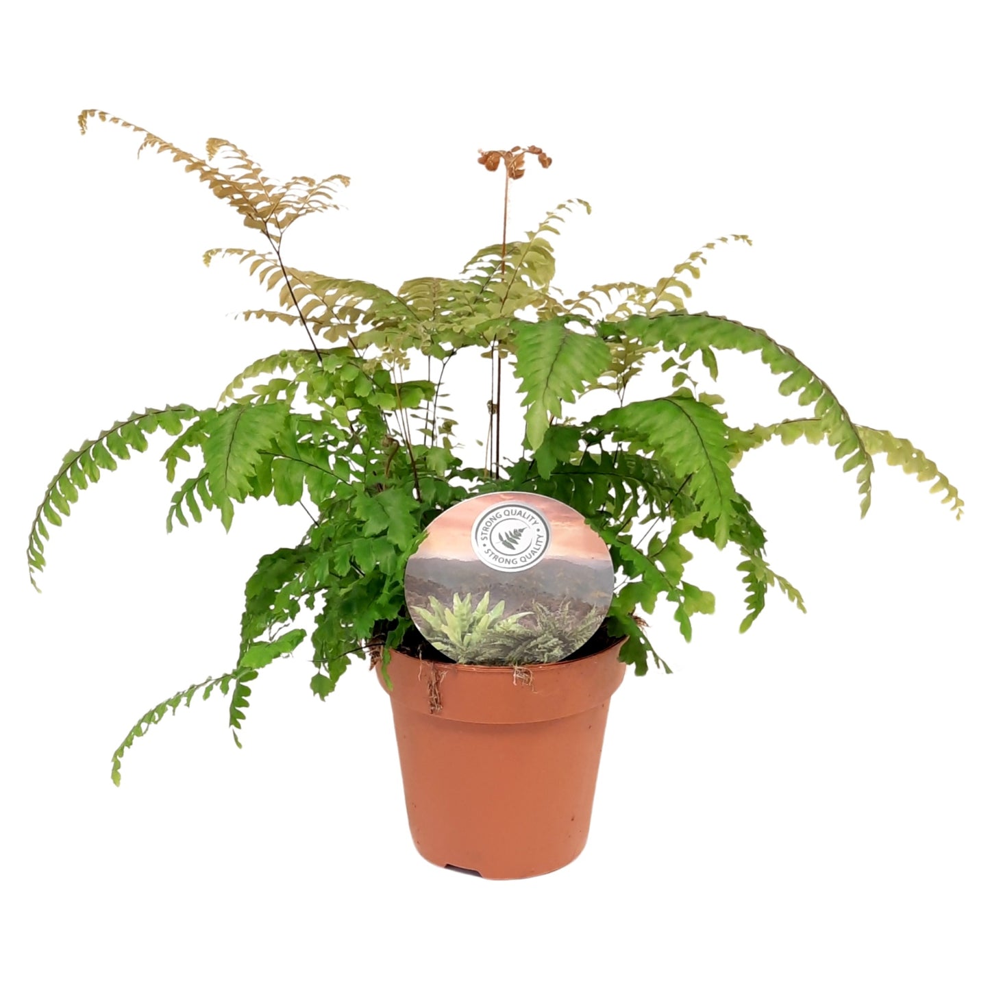 Adiantum Bronze Venus