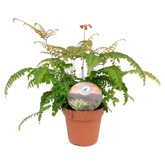 Adiantum Bronze Venus