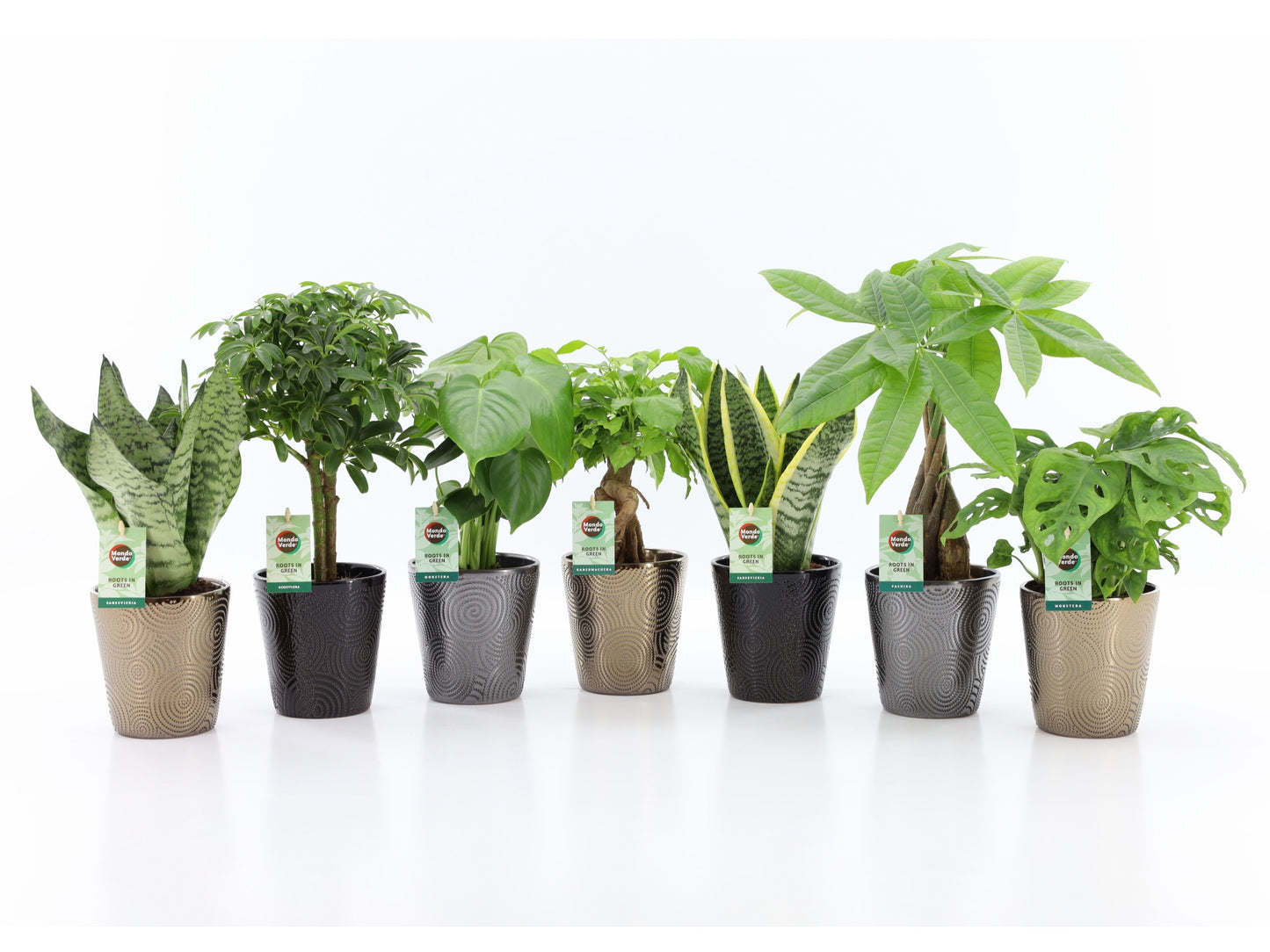 Ov Kamerplanten Gemengd Keramiek Infinity