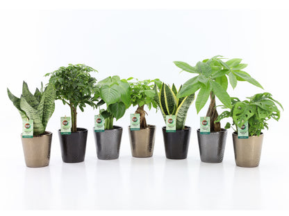 Ov Kamerplanten Gemengd Keramiek Infinity