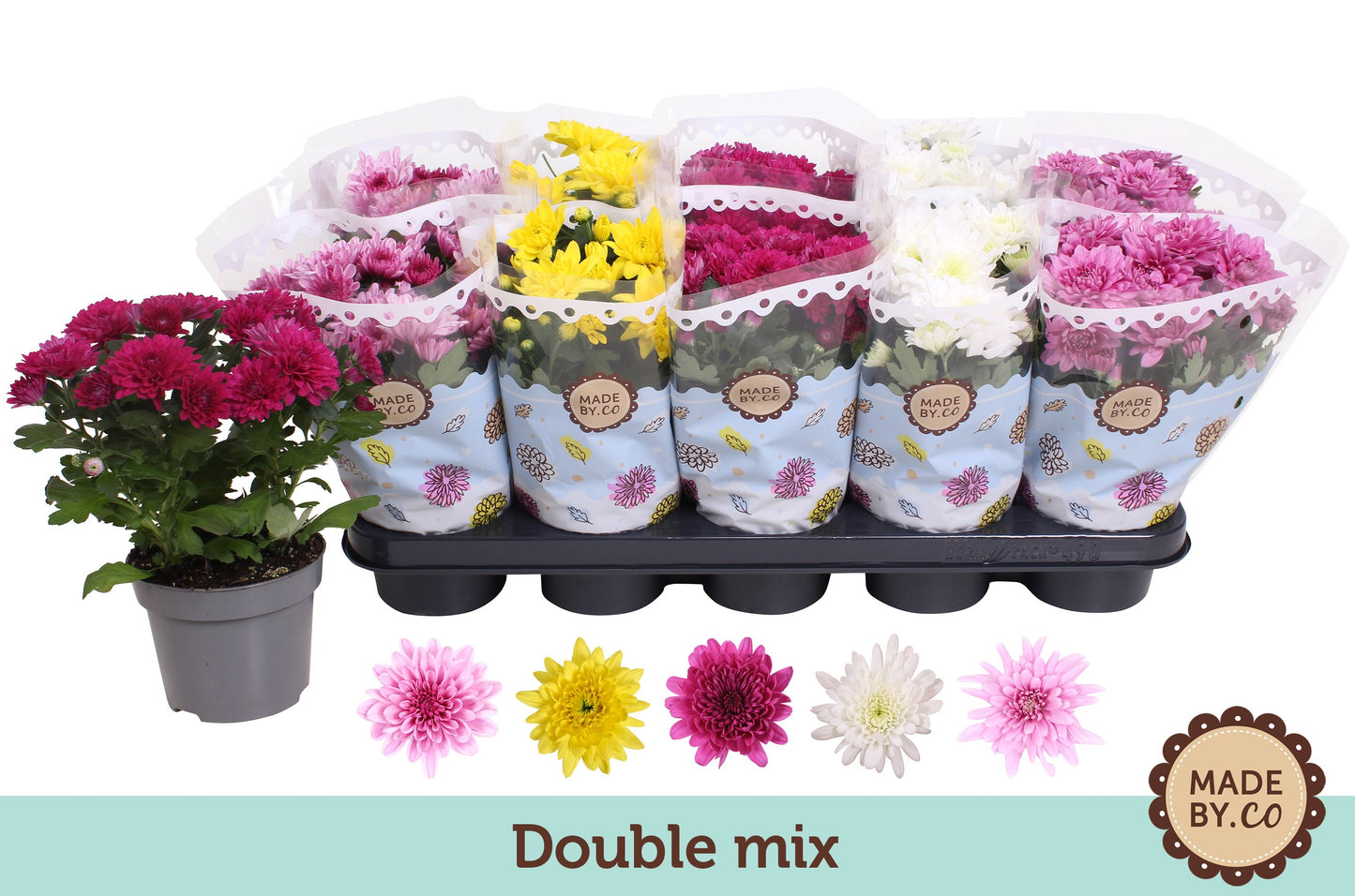 Chrysanthemum Gemengd Double