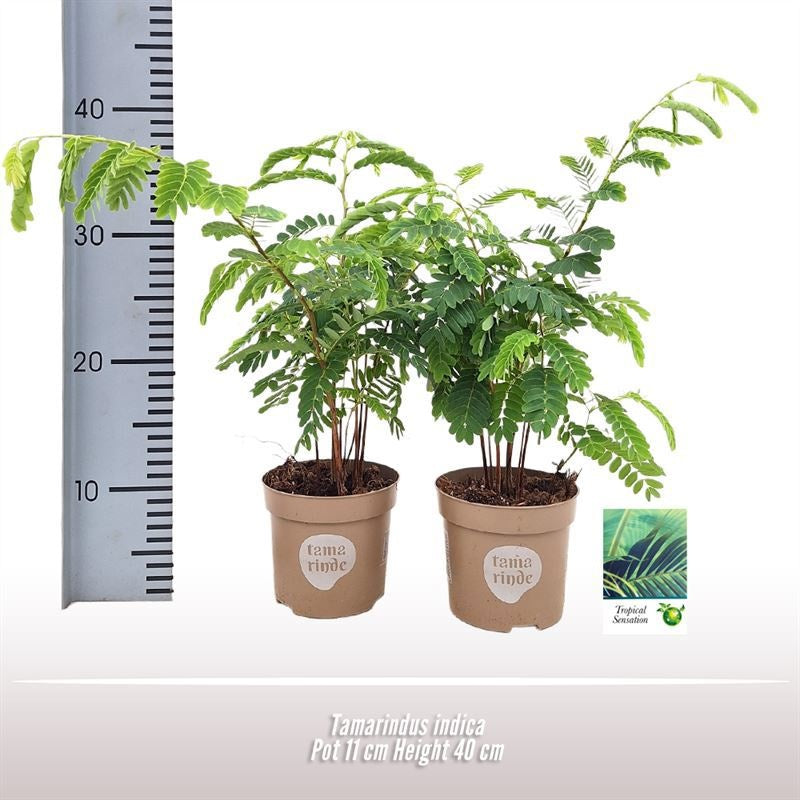 Tamarindus indica