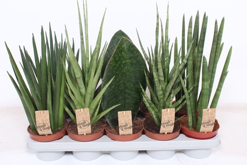 Sans Cyl Gemengd Luxe