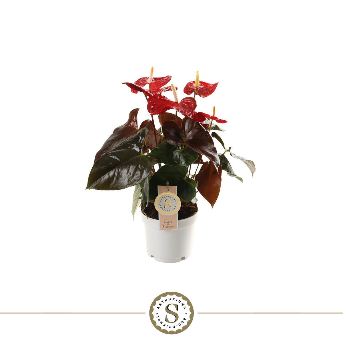 Anthurium St Coral Champion