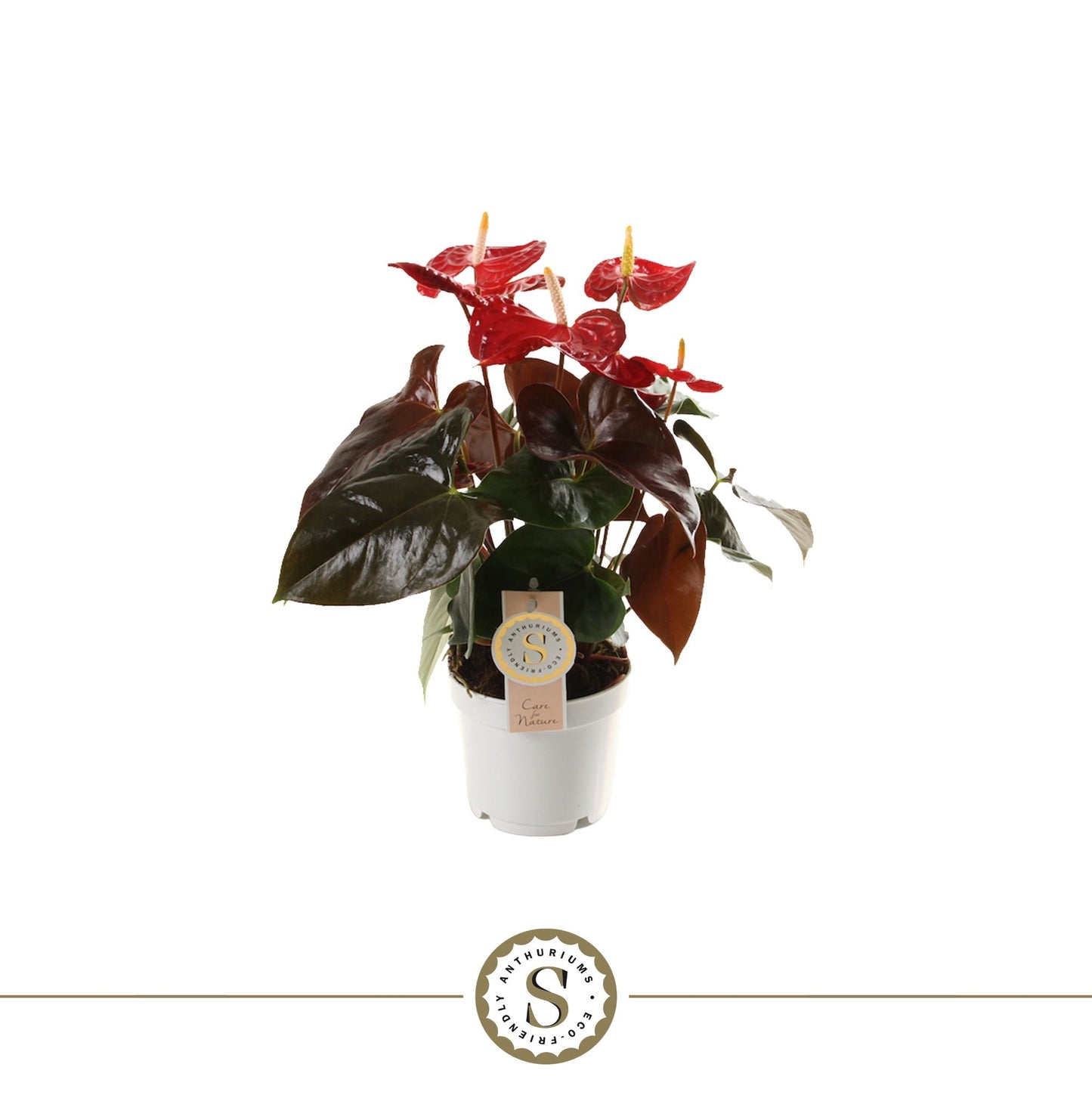 Anthurium St Coral Champion