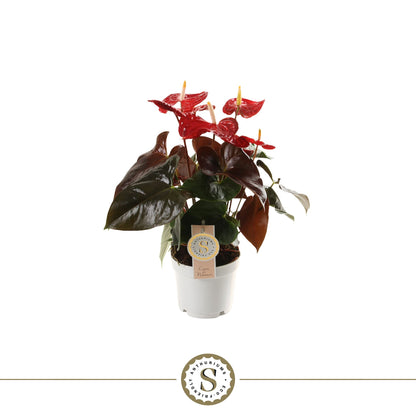 Anthurium St Coral Champion