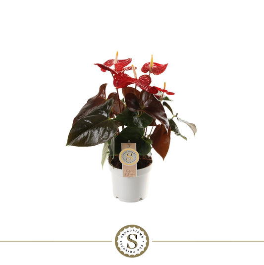 Anthurium St Coral Champion