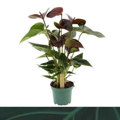Anthurium (andreanum Grp) Essencia