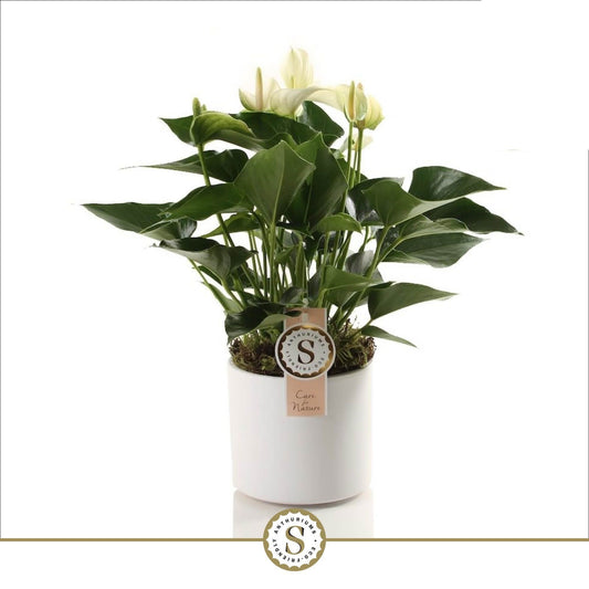 Anthurium St White Champion Keramiek Bari White