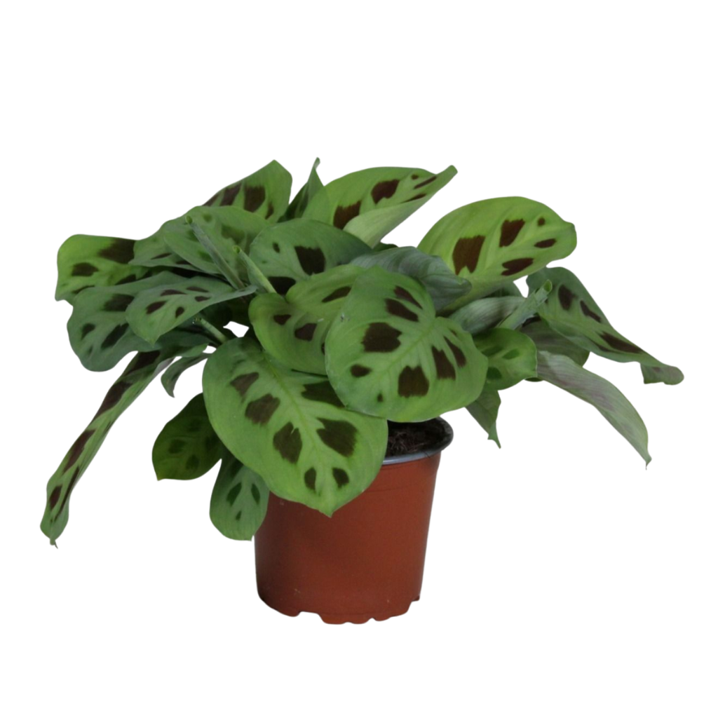 Maranta Leuconeura Kerchoveana