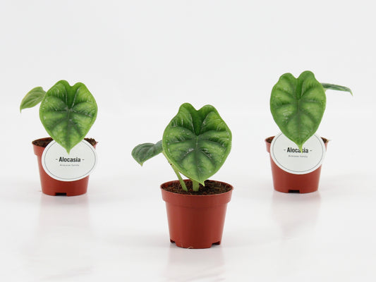 Alocasia Dragon Scale