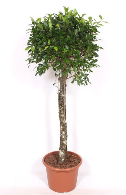 Ficus Nitida