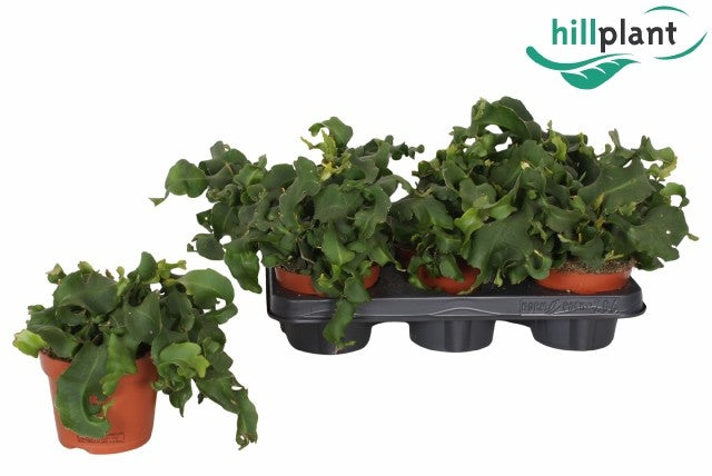 Epiphyllum Quatamalensis