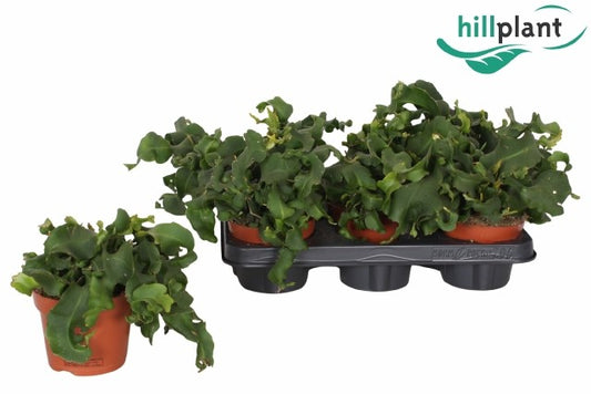 Epiphyllum Quatamalensis