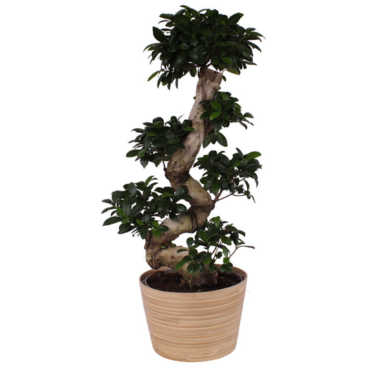 Ficus Mi Ginseng Hout