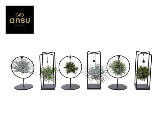 Tillandsia Ionantha Gemengd Cube - Ring Small