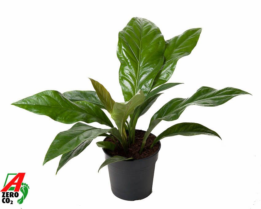 Anthurium Jungle Bush 1pp