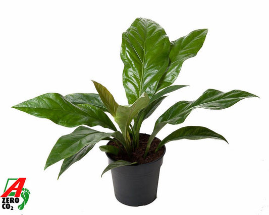 Anthurium Jungle Bush 1pp
