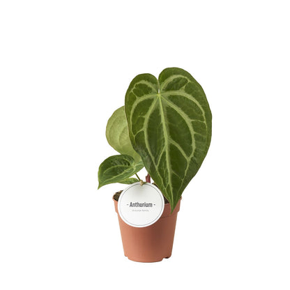 Anthurium Magnificum