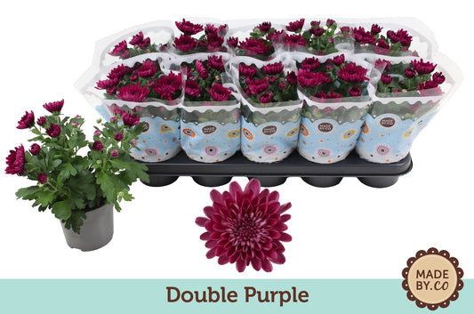 Chrysanthemum Paars Double