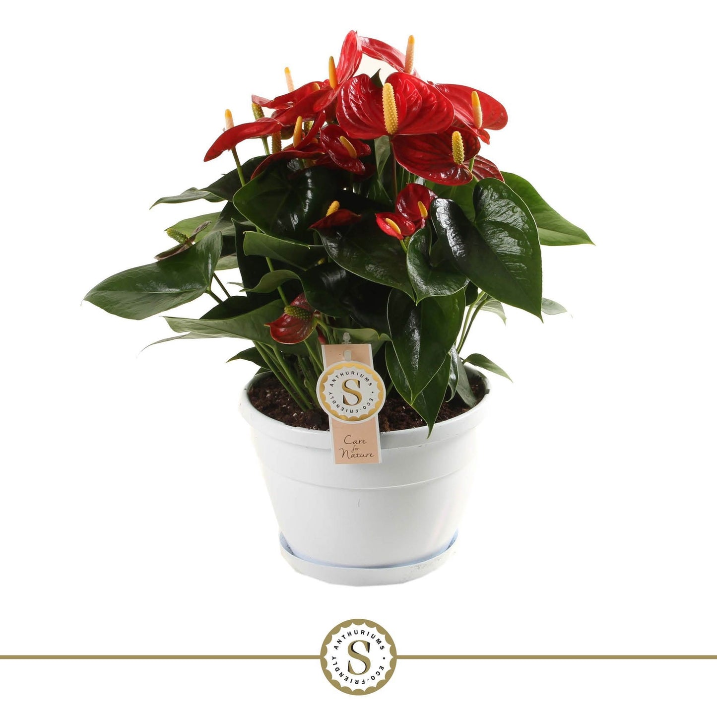 Anthurium St Red Champion
