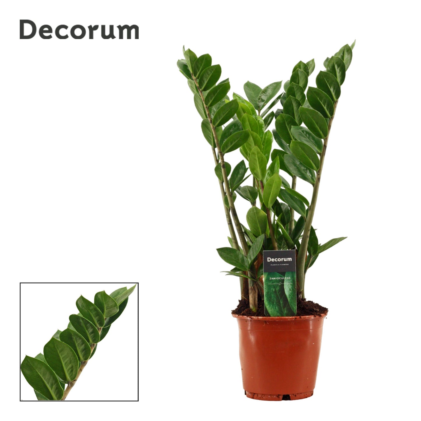 Zamioculcas Zamiifolia 4+