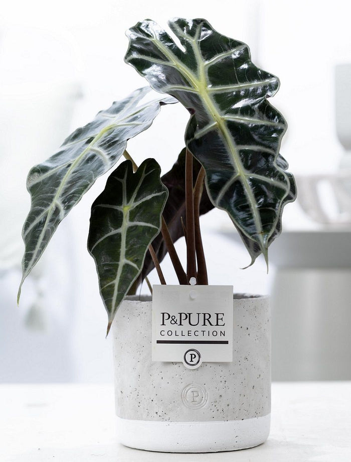 Alocasia Polly Keramiek Jade
