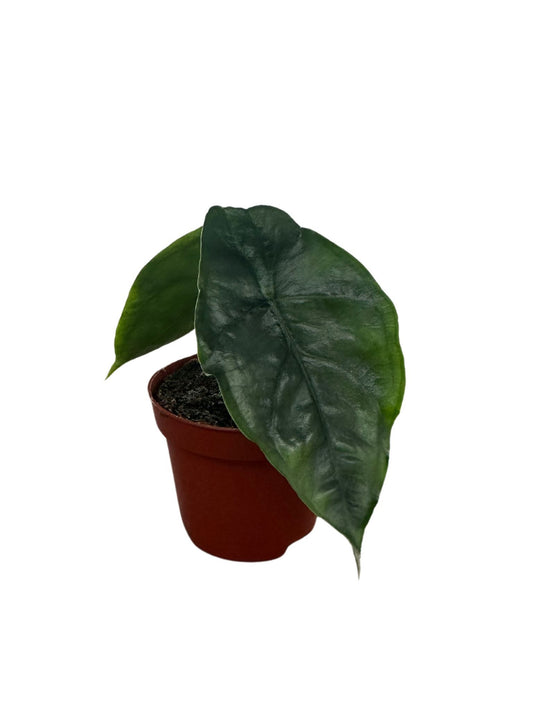 Alocasia Dragons Breath