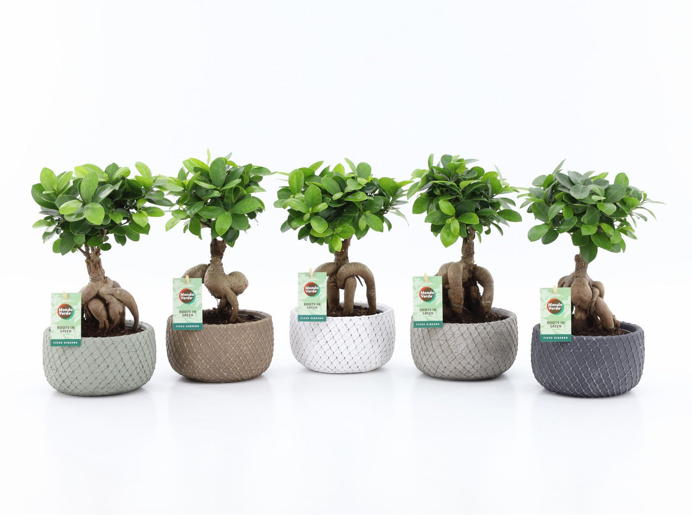 Ficus Mi Ginseng Keramiek Classic Stone
