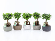 Ficus Mi Ginseng Keramiek Classic Stone