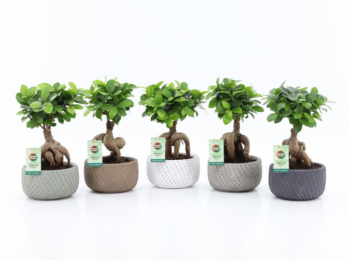 Ficus Mi Ginseng Keramiek Classic Stone