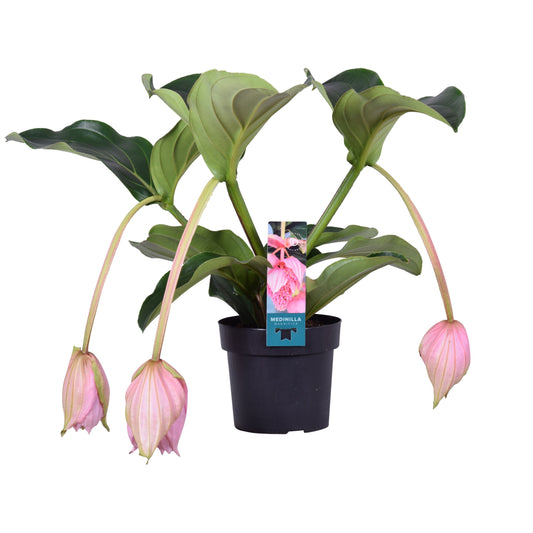 Medinilla Magnifica 3 Knop
