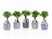 Ficus Mi Ginseng Keramiek Delft - Blue