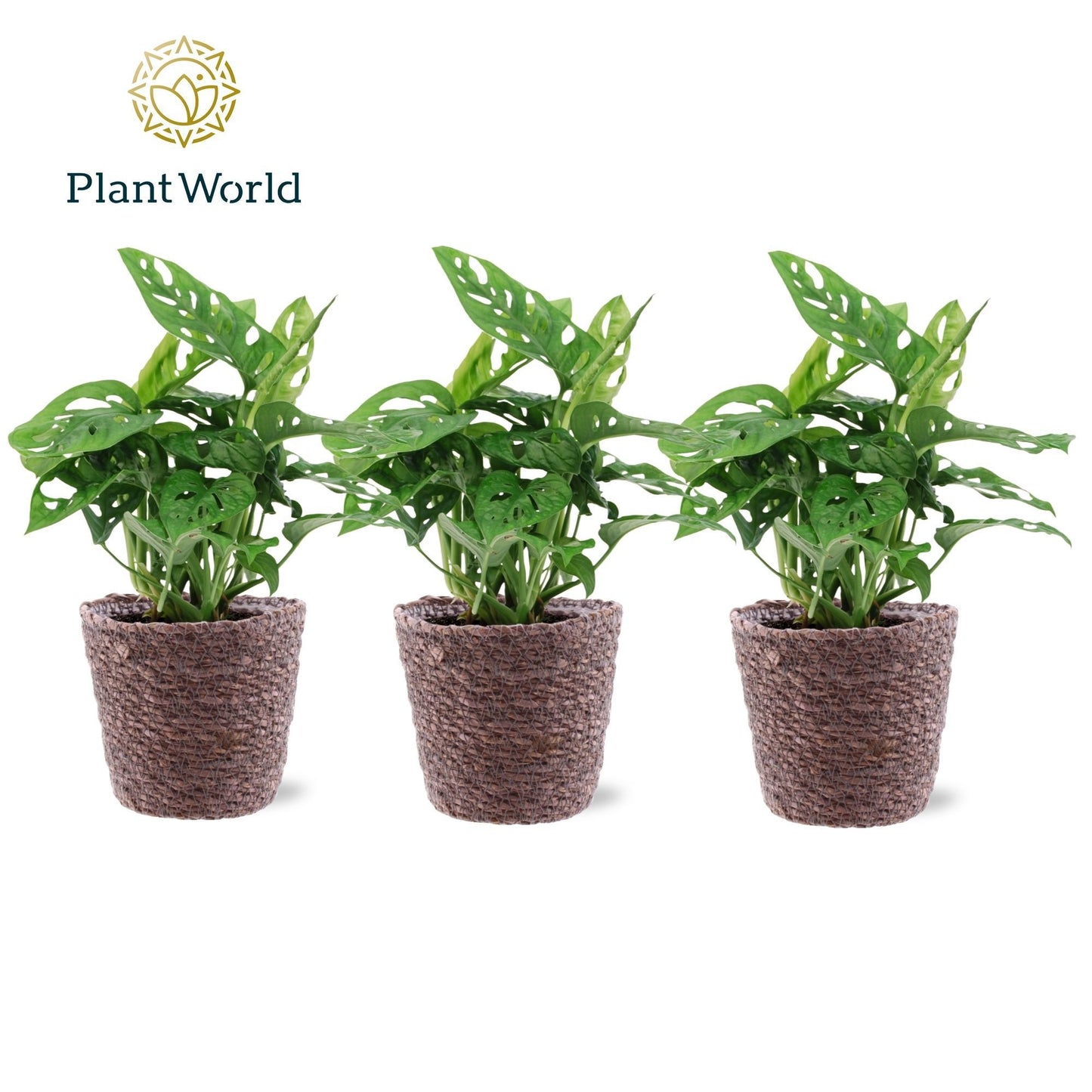 Monstera Ob Monkey Leaf Mand Trendy