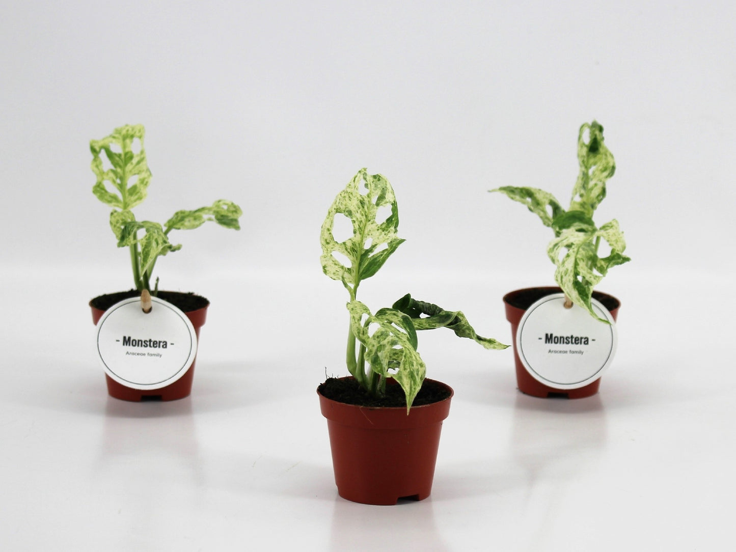 Monstera Frozen Freckles