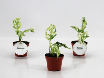 Monstera Frozen Freckles