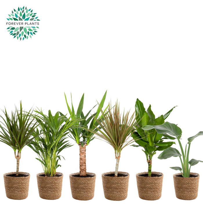 Ov Kamerplanten Gemengd Mand Gaby