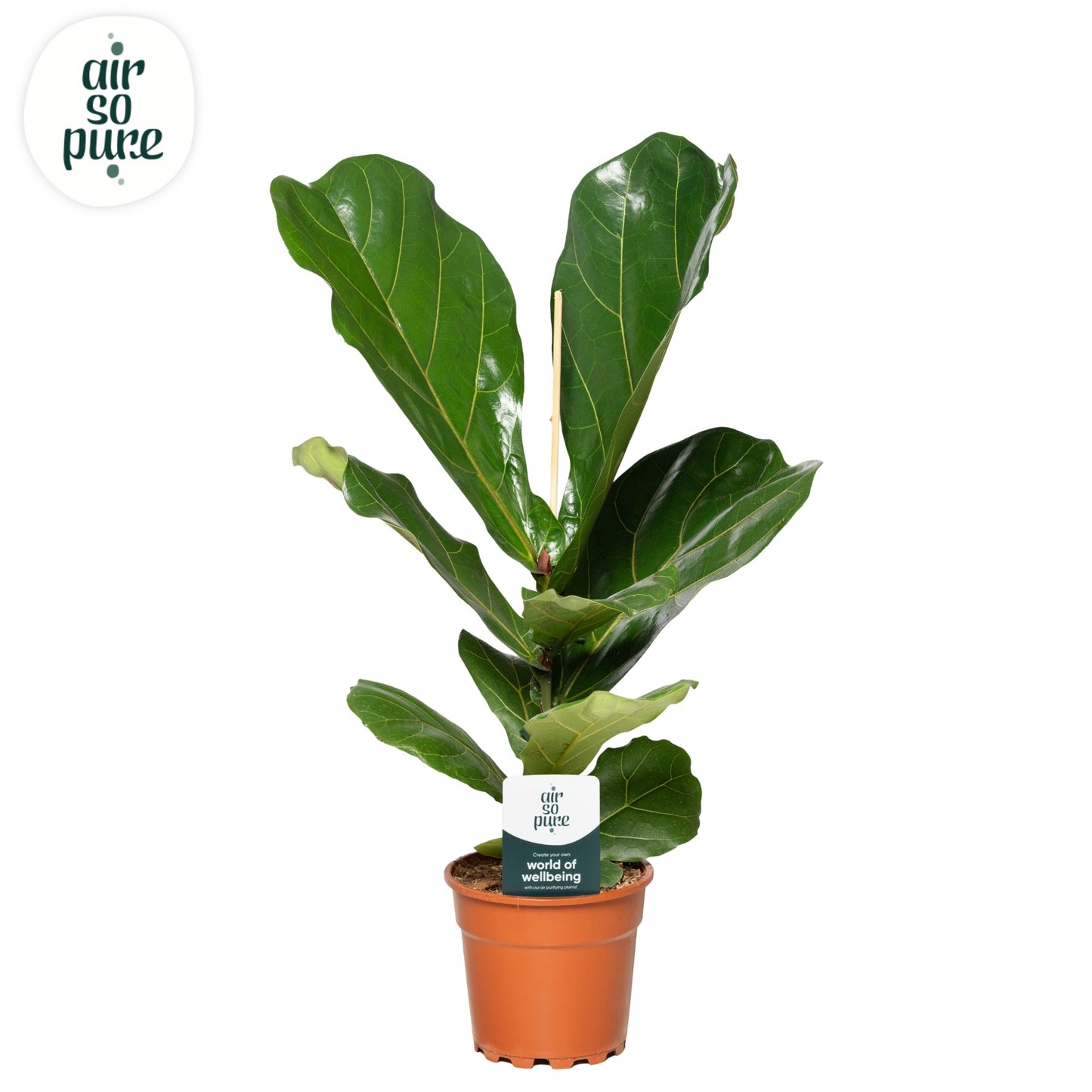 Ficus Lyrata 1pp