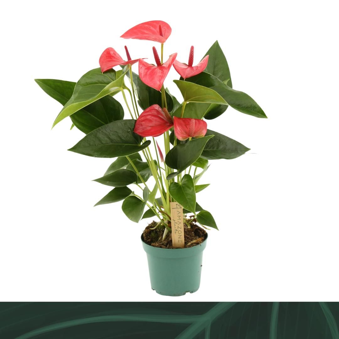 Anthurium (andreanum Grp) Melito