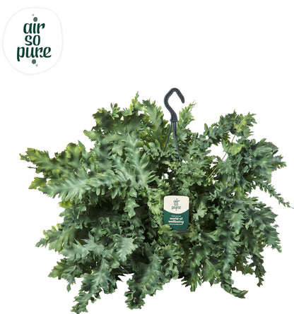 Phlebodium Davana