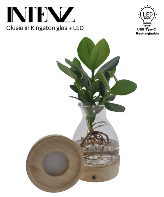 Opm Intenz Clusia Glas Kingston + Led