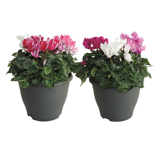 Cyclamen Per Gemengd Patio Pot