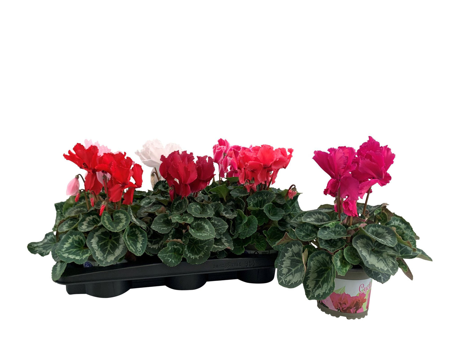 Cyclamen Per Grbl Halios Curly Gemengd