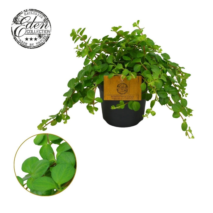 Pep Rotundifolia