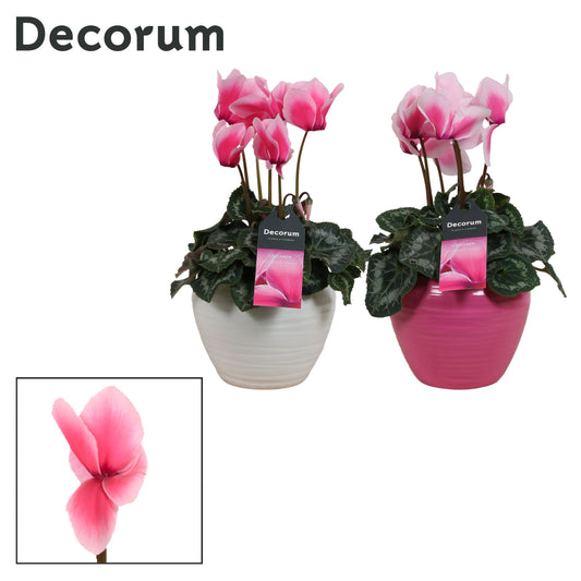 Cyclamen Per Lovely Moments Keramiek Melanie