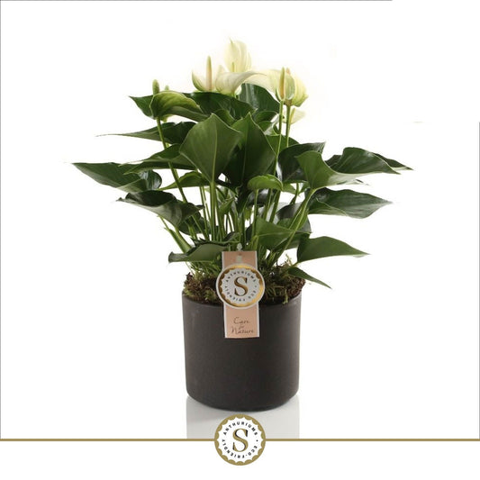 Anthurium St White Champion Keramiek Bari Grey
