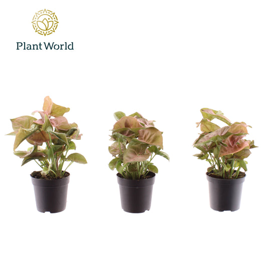 Syngonium Neon Robusta