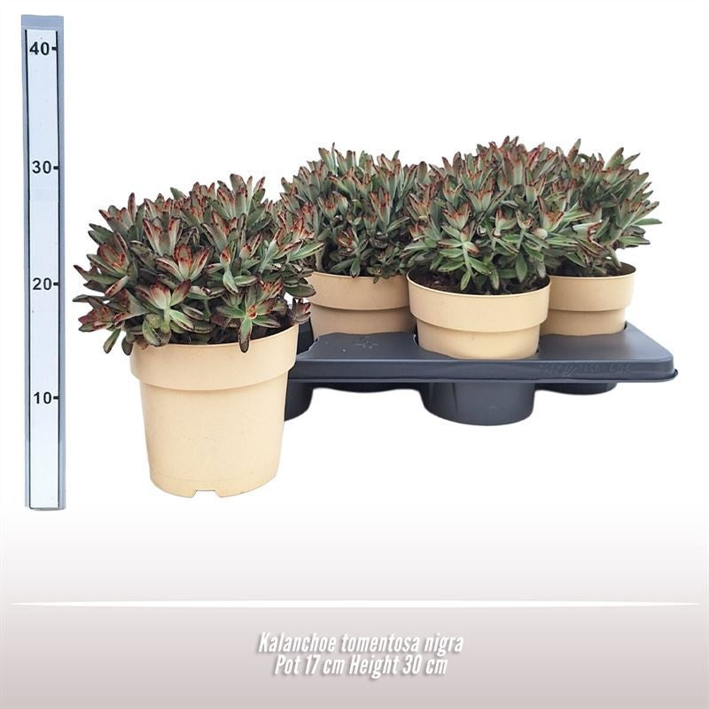 Kalanchoe Tomentosa Nigra