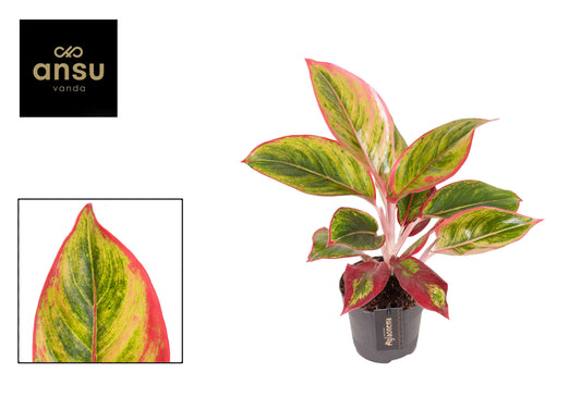 Aglaonema Jamaica Red