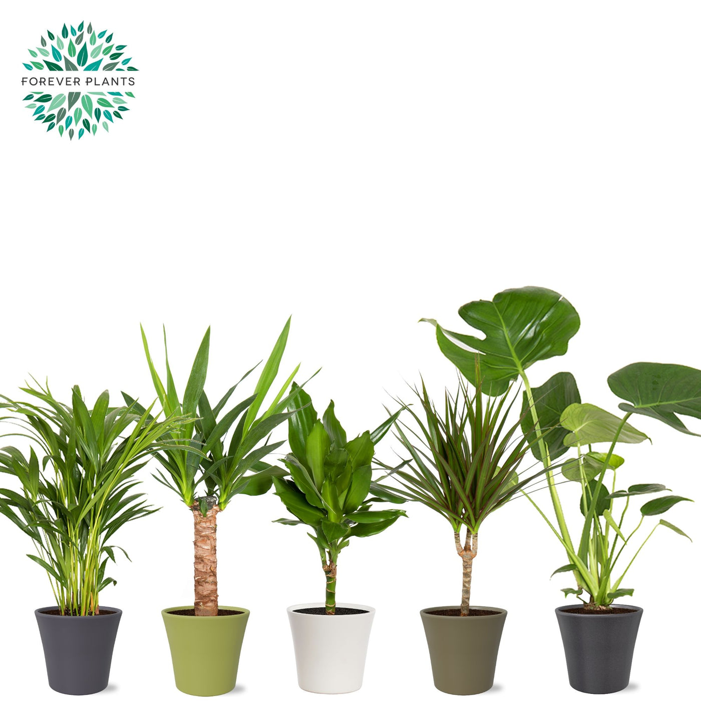 Ov Kamerplanten Gemengd Keramiek Coco